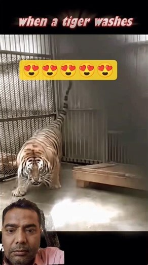 Tiger vs Lion #trending #animals #viral #wildlife #youtube #youtubeshorts #shorts #lion #tiger