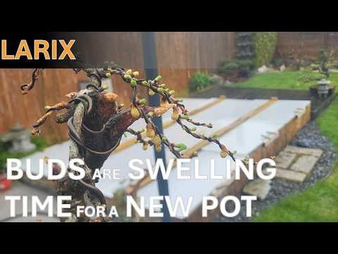 Larix | 18-03-2026 | New soil and pot from the bonsai Trophy