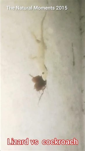 Lizard vs cockroach #lizard #cockroach #trending #animallife #ytshorts #viruls #viralshort