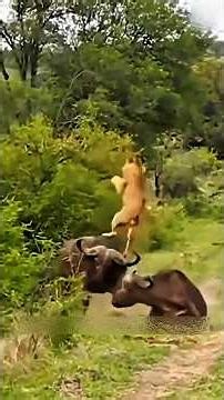 Wild Buffaloes Taught the Lions a Brutal Lesson! 🦬🦁| Wild Buffalo Vs Lion #wildbuffalo #lion #shorts