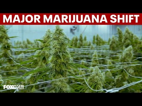 Trump reclassifies state-licensed medical marijuana as less-dangerous drug: What it really means