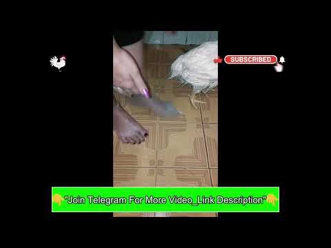Lady butchering Chicken || Lady slaughter vlog