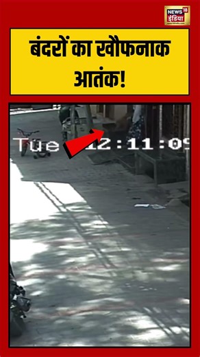 Monkey Attack Viral Video: बंदरों का खौफनाक आतंक!| #viralvideo #shorts