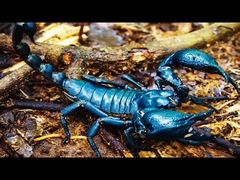 5 Most Beautiful Scorpions In The World