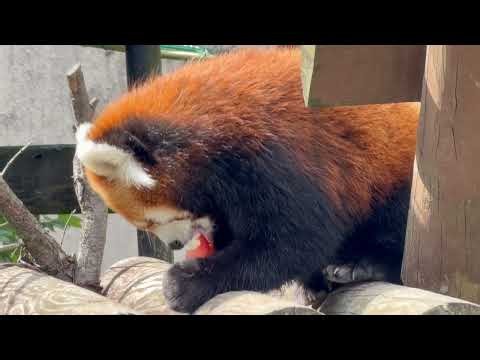 リンゴ🍎を食べる円実ちゃん レッサーパンダ 大森山動物園にて 2026年9月26日
