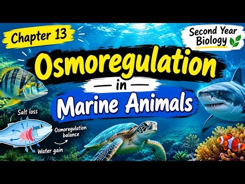 Osmoregulation In Marine Water | Ali Academy Biology Lectures