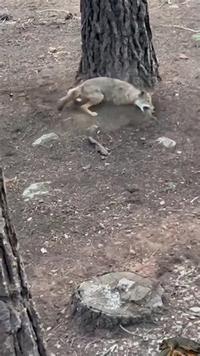 coyote chasing squirrels
