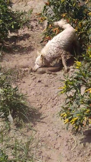 Dog vs Monitor Lizard! 😱 | Unbelievable Brave Act#DogLovers#MonitorLizard