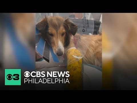 Dog Attacks in Center City linked to pit bull