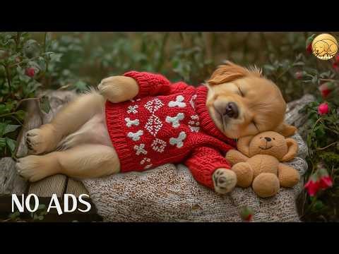 12 HOURS Dog Calming Music for Dogs 🐶💖 Relaxing Night Routine 🎶 Reduce Anxiety & Stress 💤 No Ads