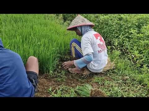 SATISFYING FARMING PROCESS! WATCH GARDEN BEDS FORMED SMOOTHLY!-agriculture farming