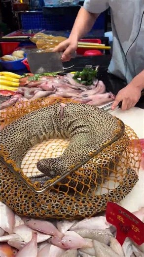 Moray Eels Extreme Power Hunt