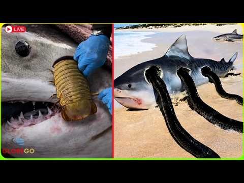 Animals That Sharks Are SCARED TO DEATH OF - All them Are Afraid of