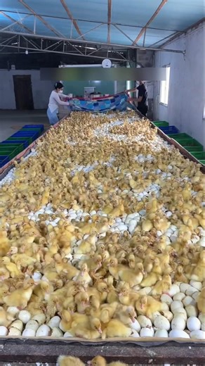 Poultry Chicken Farming😱😱 #shortsvideo