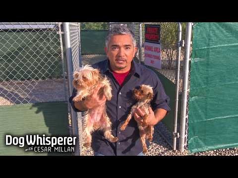 Cesar Rescues Dogs From Puppy Mills | Dog Whisperer With Cesar Millan