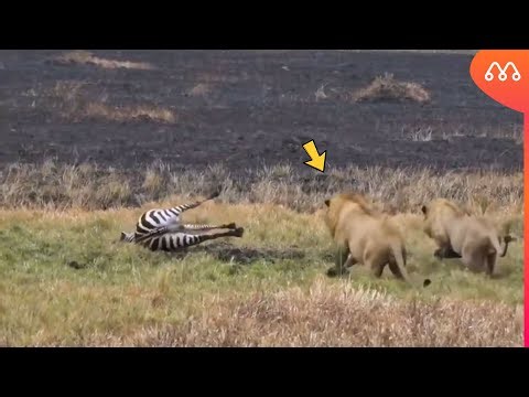 A ZEBRA FICOU ASSIM QUANDO FUGIU DOS LEÕES