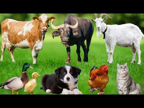 Farm Animal Food: Horse, Dog, Pig, Cow, Cat, Goat, Chicken, and Hippopotamus – Discover Animals
