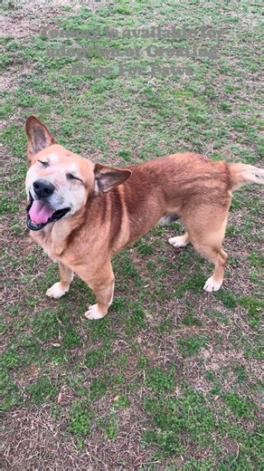 Tommy is a mixed medium senior dog. He is 10 years old. He is great with kids and good with most other dogs and cats. He loves to cuddle and watch tv on a couch. He doesn’t have very many teeth left but that doesn’t stop him from squeaking his favorite toy or chompin down some treats. | Creating Hope For Paws