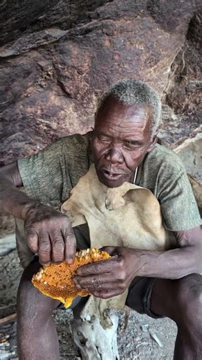 Hadzabe bushmen favorite part of diet is natural honey they harvest from inside big baobab trees