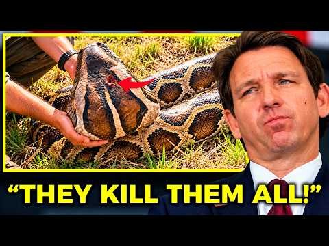 Hunter Killed Florida’s LARGEST Python on Record — And The Photos SHOCKED The World!