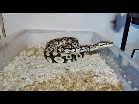 Ball Python Feeding - Mateo