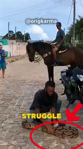 Man vs. Massive Python: The Ultimate Struggle (did he died?) 😨 #viral #nature #snake #wildlife