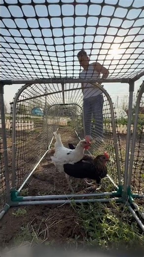 🐔 Chicken Tunnel Run | Smart Poultry Farming Idea