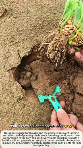 Genius Whole Corn Cob Planting Secret Trick! 🌽🌱