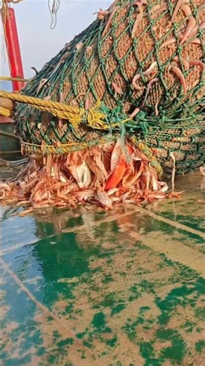 How Is The Eel Sent Back Into The Sea? #shorts