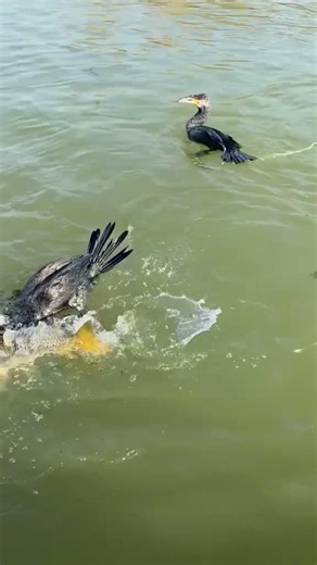 One bird vs one yellow carp fishing in open lake.#lakefishing