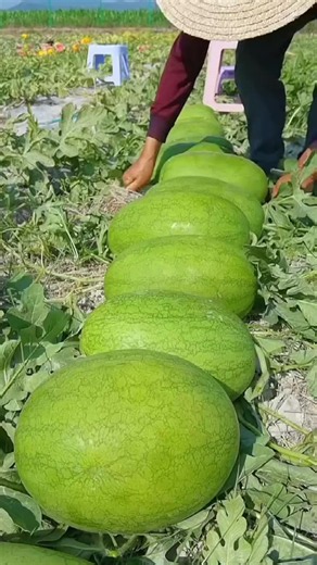 Can You Believe This Grows Naturally? #OrganicFruits #FruitsLovers #UKTikTok #satisfyingvideo #ViralFruits