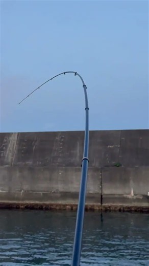 ウキが入ったので合わせたのですが、根に入られました。根魚はこれが多い。この時はしばらくの間待つか、強引に引っ張ラインを切るか、どちらか選択するしかありません。【波止釣り入門】本日10月16日撮影。
