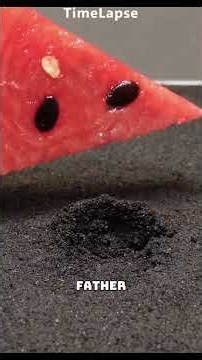 My Dad Said Store-Bought Watermelon Seeds Don't Grow... He Was Wrong 🍉