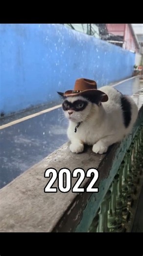 The Most Legendary Cat Memes (Then Vs Now) 💔😥