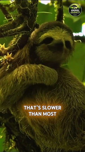 Sloths The Ultimate Sleep Champions 🐻💤 #wildlife #animals