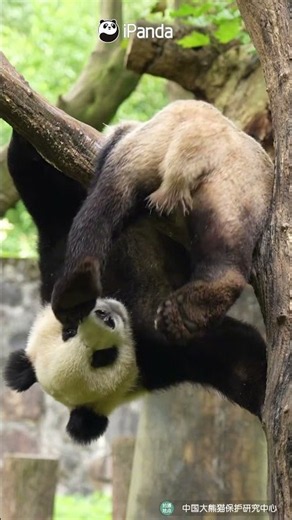 Welcome To Panda's Tree-top Gymnastics Show | iPanda #shorts