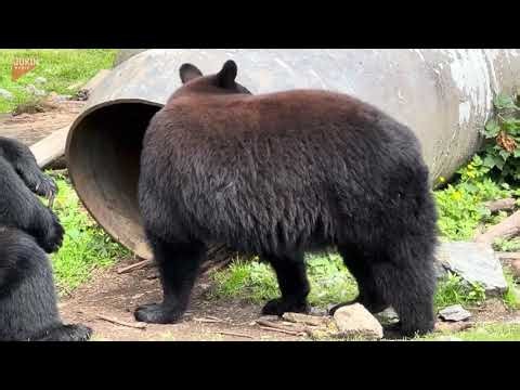 Brown Bears Play In Rescue Sanctuary - 1453500