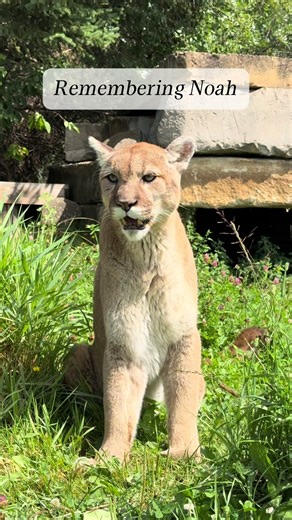 Remembering Noah: A Tribute to Our Beloved Cat