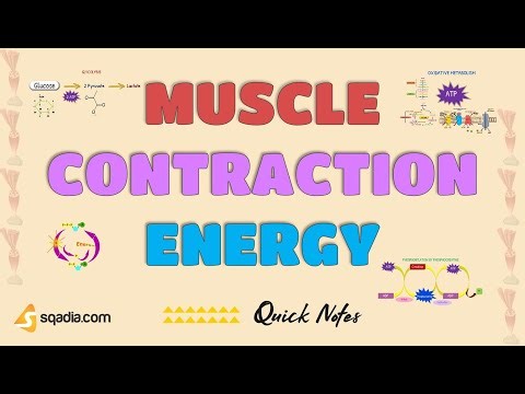 Muscle Contraction Energy | Sources