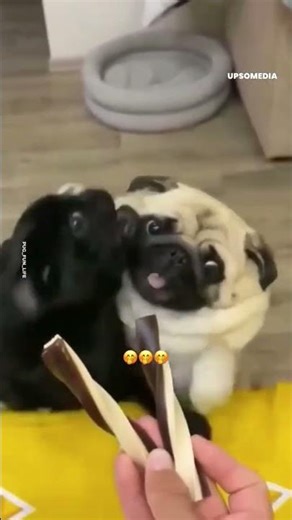 Perritos 'Pug' competitivos por naturaleza | Upsocl #shorts