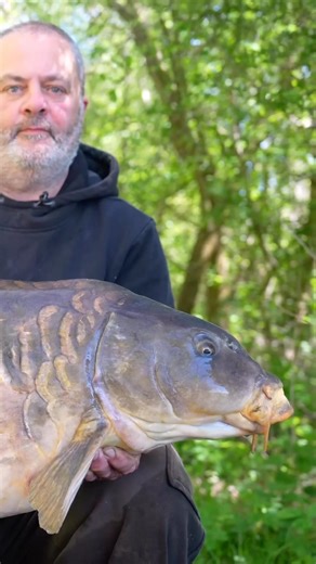 41lb+ of mega carp with scales like plated armour!! What a fish!! #carpfishing #fishing #bigfish
