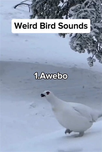 11 Weird Bird sounds #bird #birdlover #weirdsounds #birdsounds #weirdbirds
