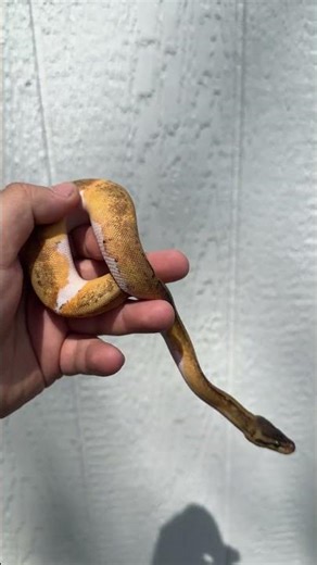Lemonblast Piebald Ball Python