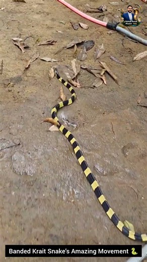 Banded Krait Snake’s Amazing Movement 🐍 #snake #wildliferescue #wildlifeentertainment #wildlife