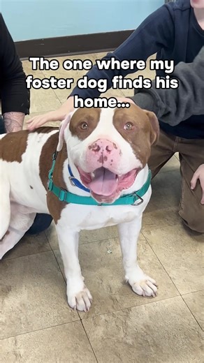 Adopted!! From animal control to living his best life. Buford was sick, shut down, and unsure how to be a dog when we first met him. Now he’s found an incredible home with three kids, a new dog sibling, and two amazing parents. He is safe, loved, and exactly where he is meant to be! Adopted from @Chicago Canine Rescue