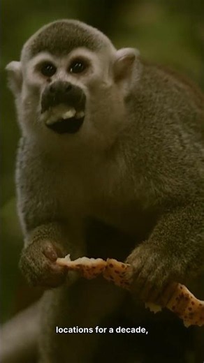 Chimps Remember Food Locations For 10 Years, But Only When Hungry