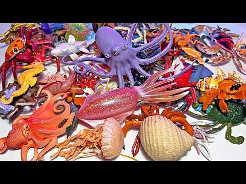 200 Sea Animals - Octopus, Squid, Hermit Crab, Seahorse, Crab, Jellyfish, Cuttlefish, Shrimp