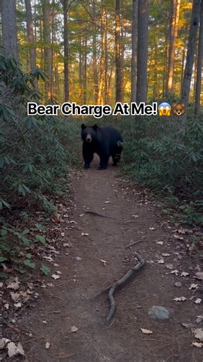 This Bear Started CHARGING at Me! 🐻😱 #shorts