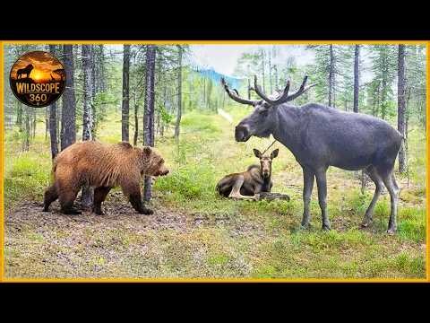 Most Terrifying Grizzly Bear Attacks Caught on Camera | Wild Animals