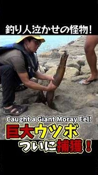 何人もの釣り人のハリスを切った巨大ウツボを捕獲！